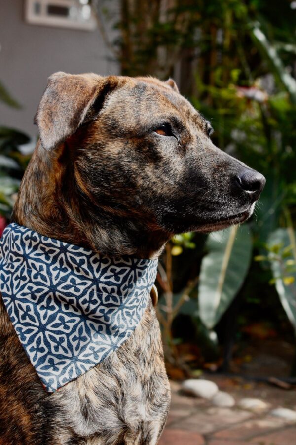 Pet bandana